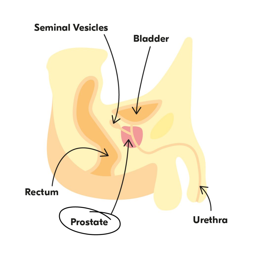 A diagram of where the prostate is found