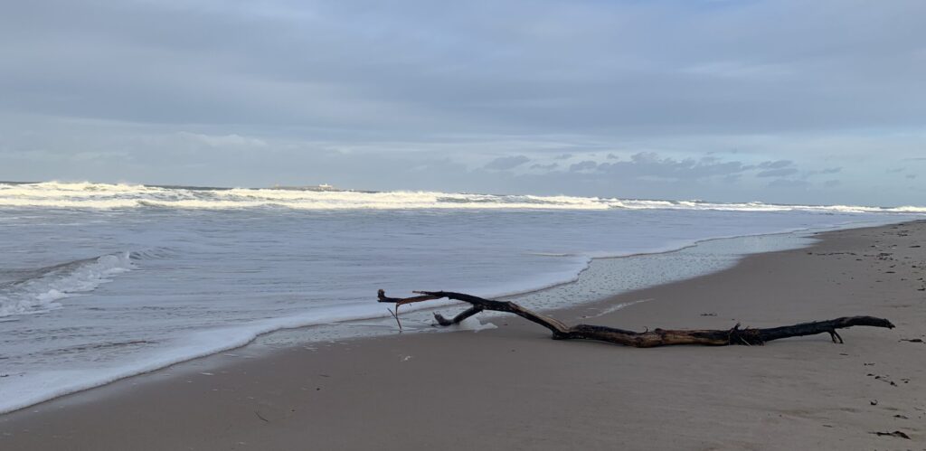 Long branch laying on the sand, next to the ocean.