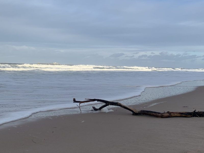 Long branch laying on the sand, next to the ocean.