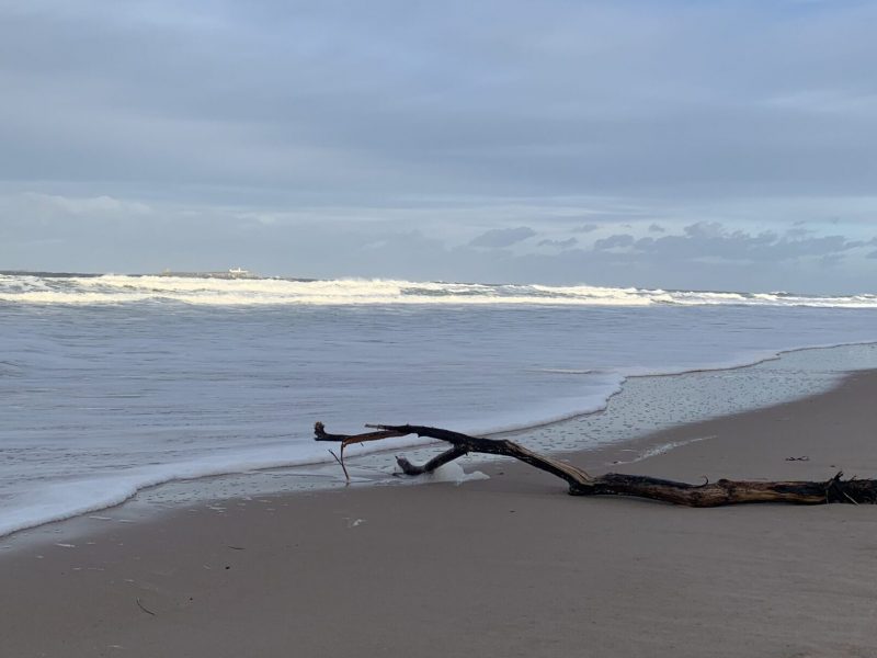 Long branch laying on the sand, next to the ocean.